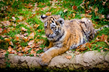 Siberian Tiger Cub photo