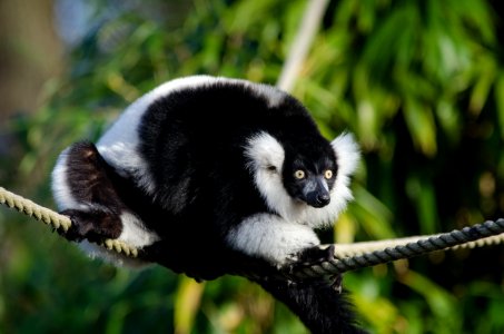 Black-and-White Ruffed Lemur