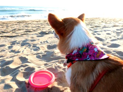 Doggy Fun At The Beach photo