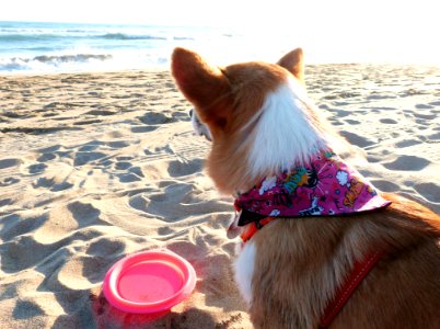 Doggy Fun At The Beach