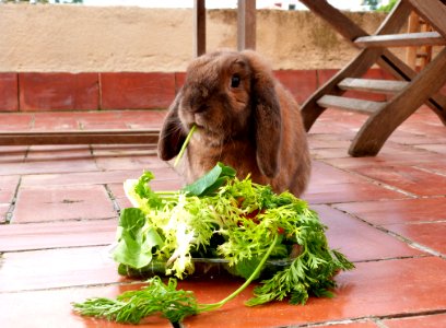 A Nice Green Plate