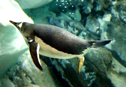 Gentoo Penguin photo