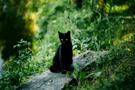 Black Cat At The Pond