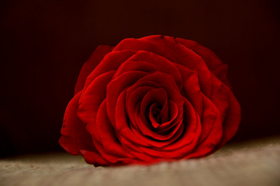 Red Rose photo