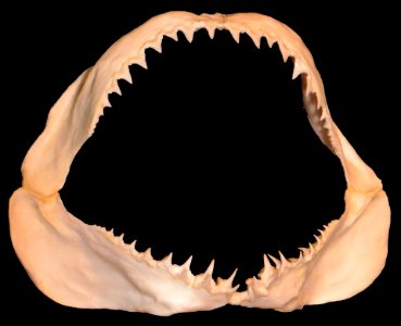 Shark Jaws