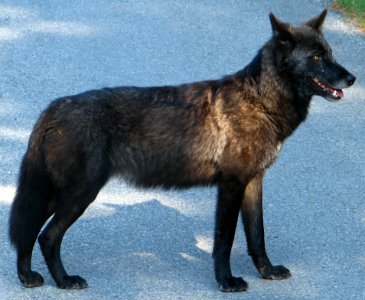 Wolf photo