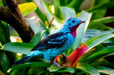 Spangled Cotinga (male)