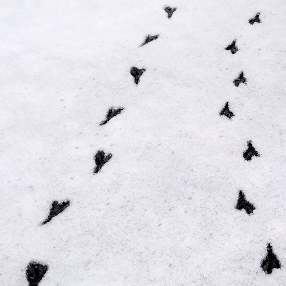 Bird Footprints In The Snow