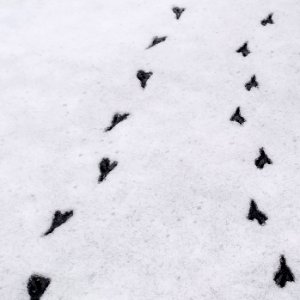 Bird Footprints In The Snow photo