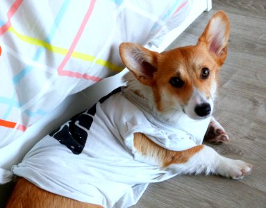 Poor Baby Got Spayed