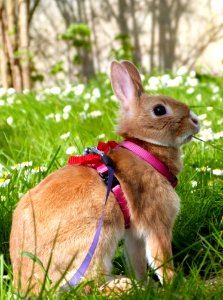 Kirby In The Garden