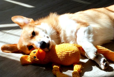 Lazy Time In The Sunny Spot
