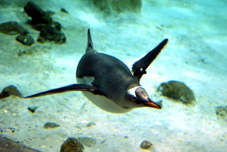 Gentoo Penguin (26) photo