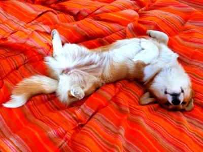Better Than The Dog Bed