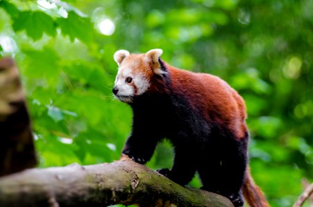 Red Panda photo