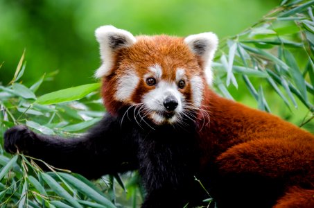 Red Panda