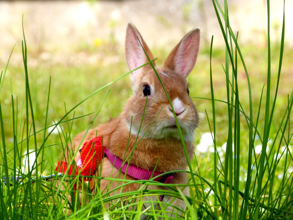 Kirby In The Garden