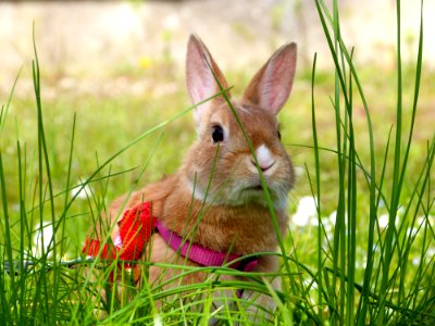 Kirby In The Garden