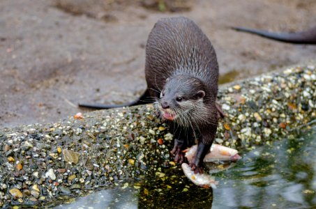 Oriental Small-clawed Otter