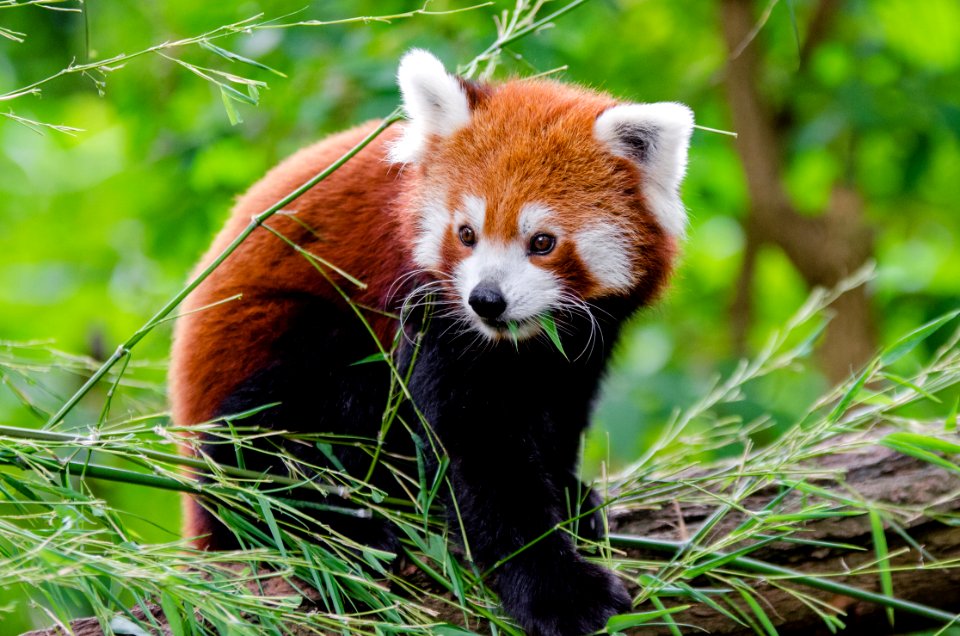 Red Panda photo