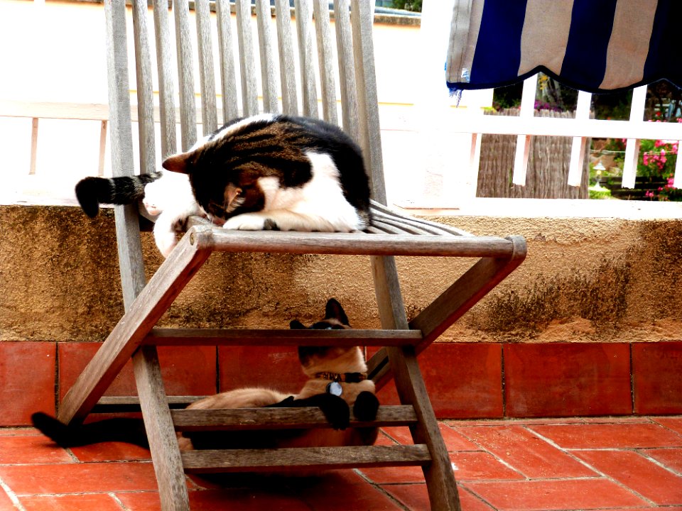 The Furkids Playfighting Outside