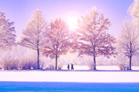 Trees By Lake Against Sky During Winter photo