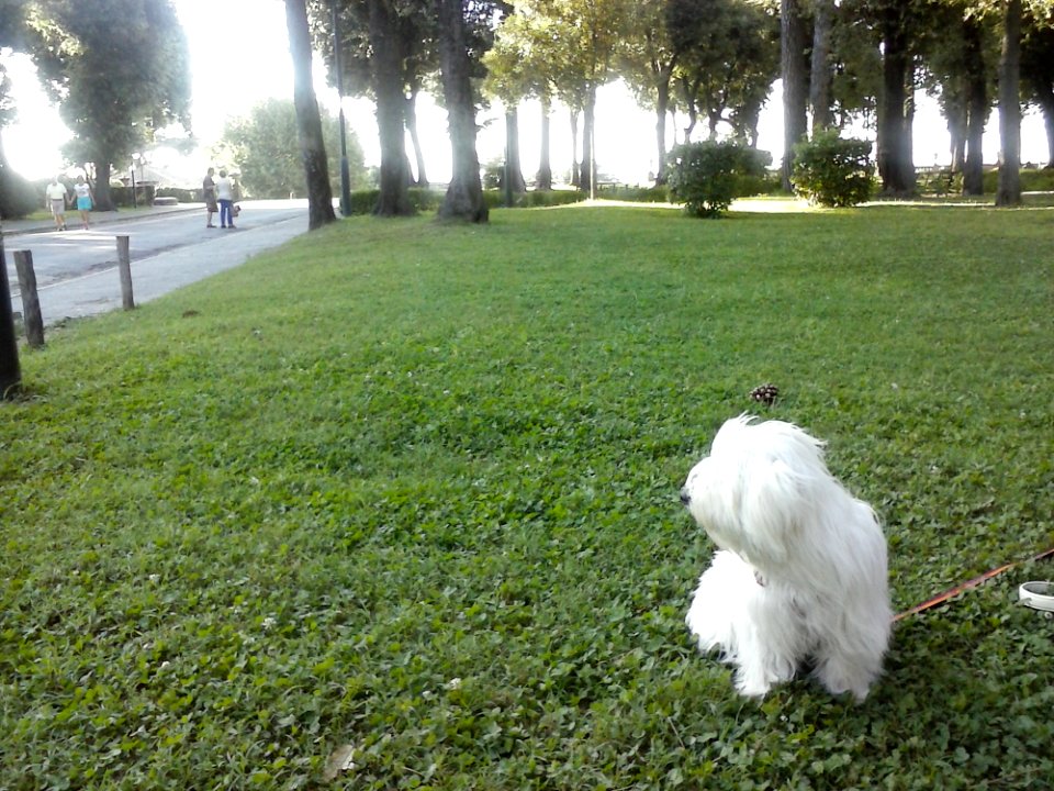Plant Dog Light Green