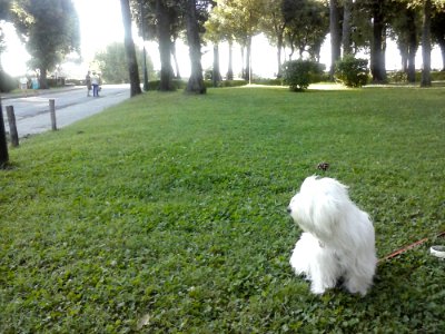 Plant Dog Light Green