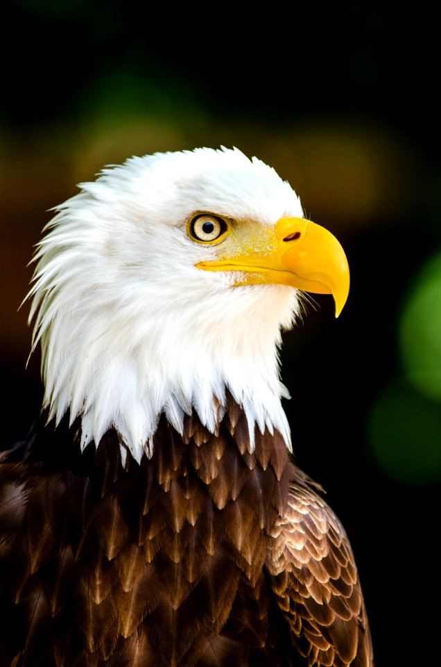 Max The Bald Eagle