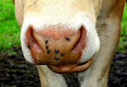 PUBLIC DOMAIN DEDICATION Digionbew 9 June Cows Nose With Fllies ONE SIZE DSC01762 photo