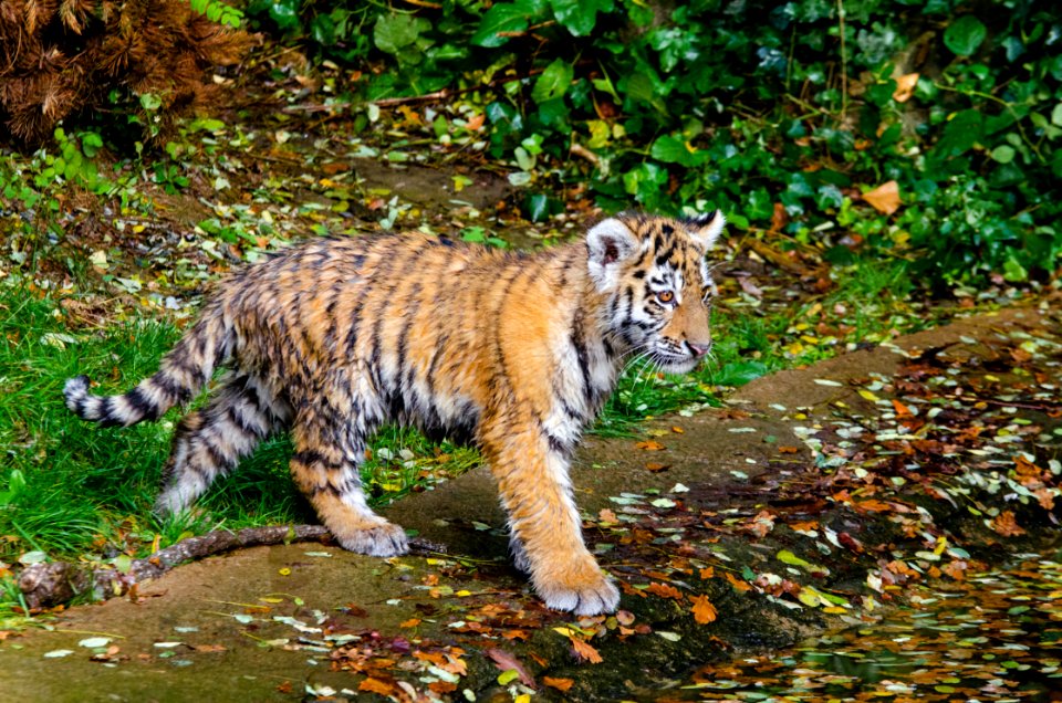 Siberian Tiger Cub