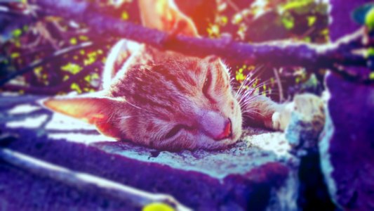 Cat Resting On Ground photo