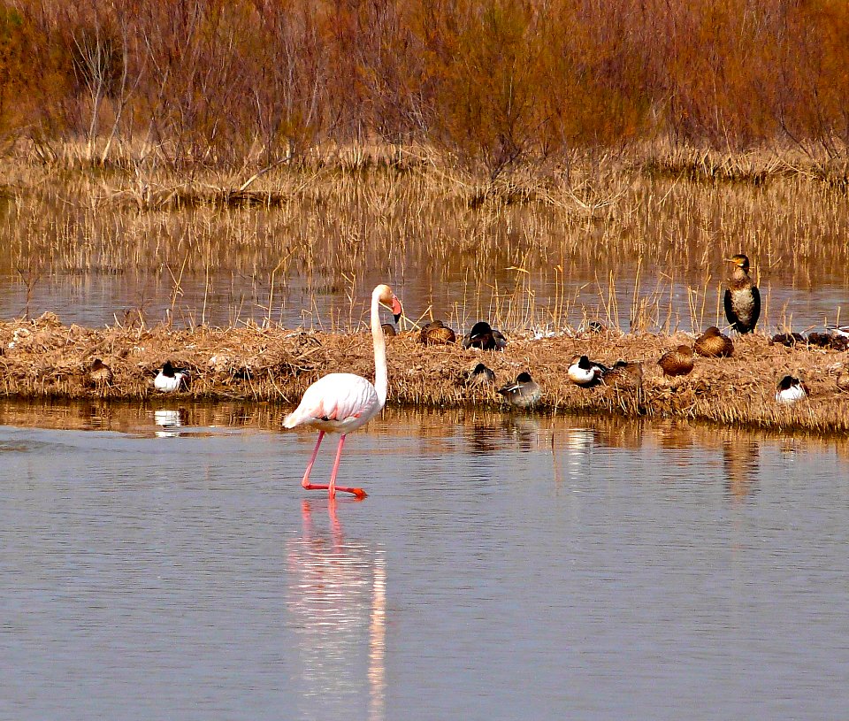 Lonesome Flamingo