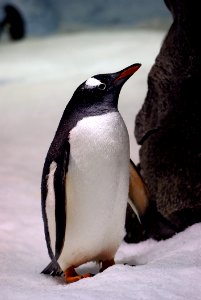 Gentoo Penguin (6) photo