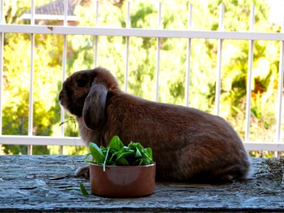 Chewbacca Photoshoot