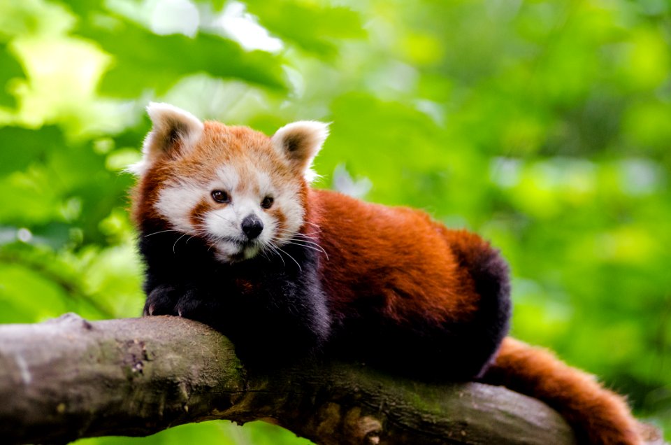 Red Panda photo