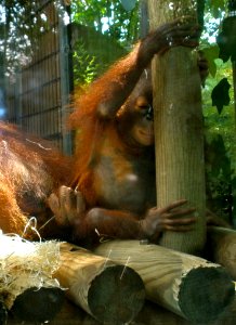 Baby Orangutan photo