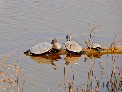 Red-eared Sliders photo