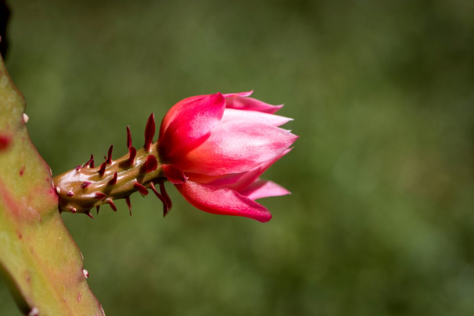 Cactus Flower
