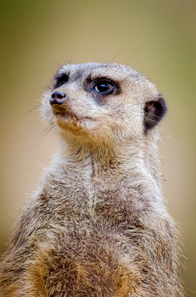 Meerkat