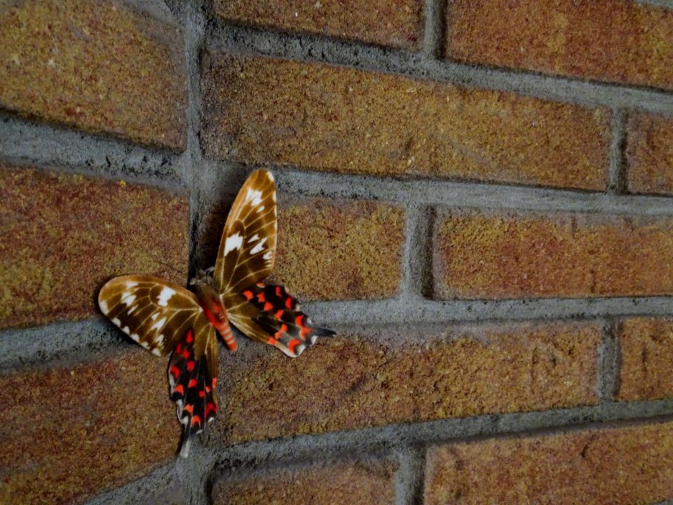 Butterfly On Brick Wall