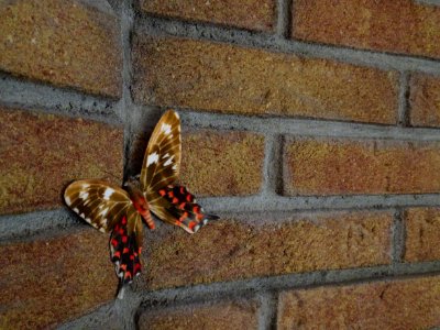 Butterfly On Brick Wall
