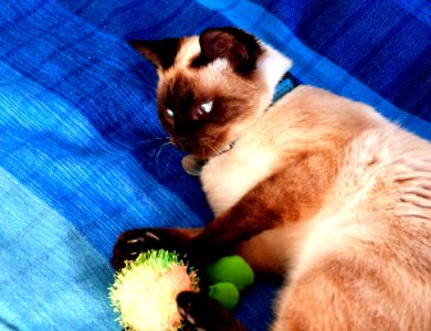 Schrdingers Afternoon Playtime