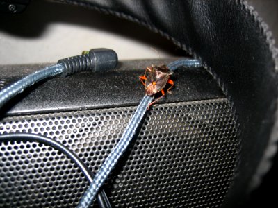 Climbing Audio Cable