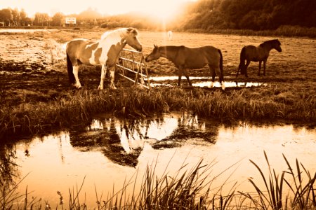 PUBLIC DOMAIN DEDICATION - Pixabay-Pexels Digionbew 15 12-08-16 Horse In Reflection LOW RES DSC09056 photo