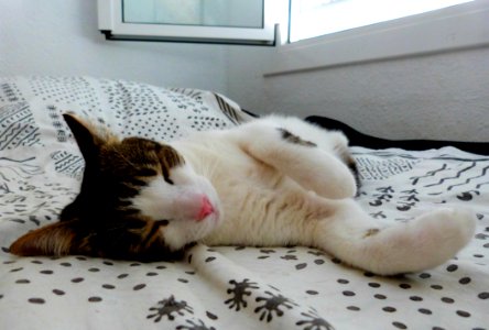 Some Serious Napping