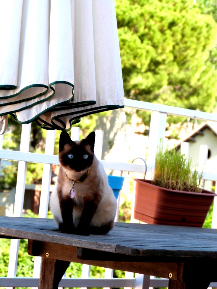 He Got Distracted By A Wasp