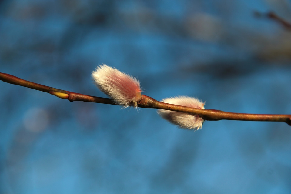 Sky blue pink osier