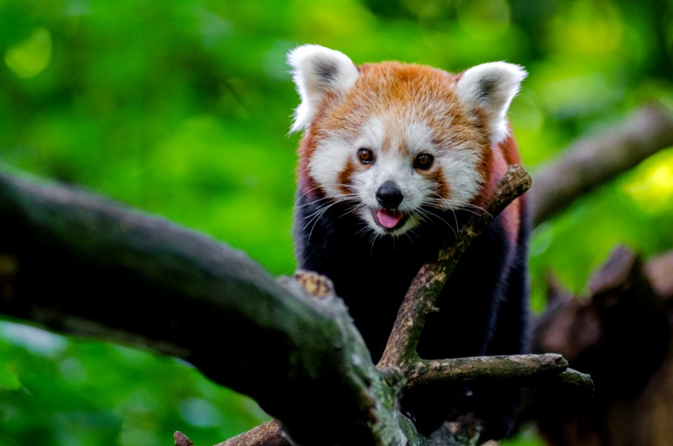 Red Panda photo