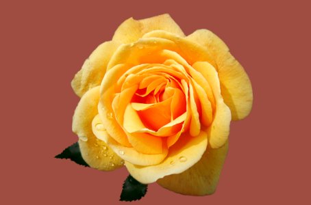 Yellow Rose